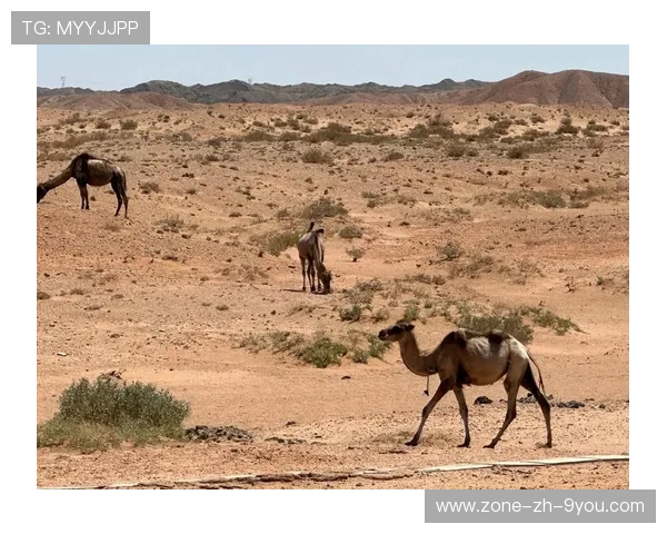 “荒野追击：沙漠与山地的热血追逐”，荒漠追杀中的罪名是